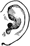 An illustration of a human ear.