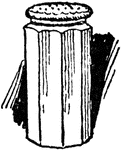 An illustration of a pepper shaker.