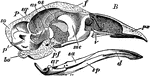 "Typical Skull of Common Fowl (Galliformes). B, vertical longitudinal section: sa, surangular bone of mandible; ar, articular of mandible; d, dentary; f, frontal; me, mesethmoid; p, parietal; pf, postfrontal process; px, premaxillary; sq, squamosal; v, vomer; as, alisphenoid; bo, basioccipital; so, supraoccipital; os, orbitosphenoid; p', prootic; pf, pituitary fossa; sp, splenial bone." -Whitney, 1911