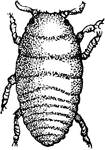 "Grape Gall-louse (Phylloxera vastatrix), the small figures showing natural sizes. Larva as it appears when hibernating." -Whitney, 1911