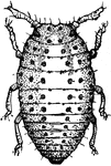 "Grape Gall-louse (Phylloxera vastatrix), the small figures showing natural sizes. Form of mature louse." -Whitney, 1911