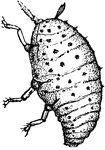 "Grape Gall-louse (Phylloxera vastatrix), the small figures showing natural sizes. Form of mature louse." -Whitney, 1911