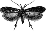 Gelechia gallae-solidaginis is a species of gall moth, an insect in the Gelechiidae family of Gelechiid moths.