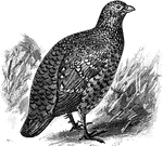 The Painted Spurfowl (Galloperdix lunulata) is a bird in the Phasianidae family of pheasants.