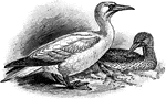 The Northern Gannet (Morus bassanus) is a bird in the Pelecaniformes order of waterbirds. It was once known as the synonym Sula bassana.