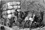 An illustration of a man hauling cotton.