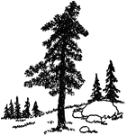 An illustration of a pine tree.