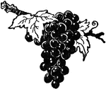 An illustration of a bunch of red grapes.