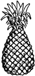 An illustration of a pineapple.