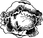 An illustration of a head of cabbage.