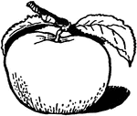 A illustration of an apple.