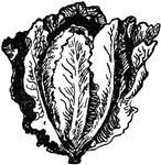 An illustration of a head of romaine lettuce.