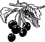 An illustration of a bunch of cherries on the stem.
