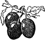 An illustration of three plums.