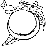 An illustration of a peach on the branch.