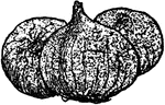 An illustration of a group of onions.