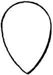 An almond shape of a shield or escutcheon in heraldry.