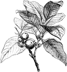The Gambooge tree (Garcinia gummi-gutta) is a plant in the Clusiaceae family. The species was also known as the synonyms Garcinia cambogia and Garcinia hanburyi.