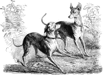 An illustration of two dogs playing.