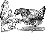 An illustration of a mother hen with four baby chicks.