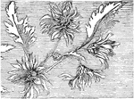 An illustration of decorative flowers.