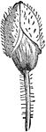 An illustration of a poppy bud.