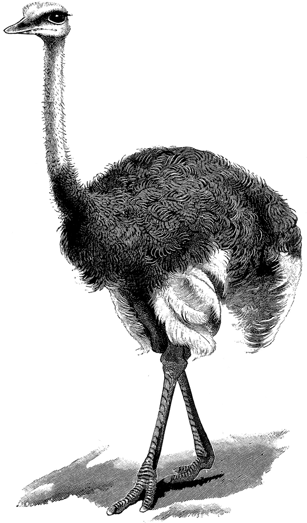 Ostrich | ClipArt ETC