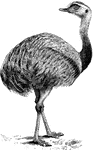 Nandu or "Rhea Americana, the so-called American Ostrich... is found from Bolivia Paraguay, and South Brazil to the Rio Negro, if not further; it is brownish-grey with blackish crown, nape, and breast, white thighs and abdomen, and yellowish neck. " - A. H. Evans, 1900