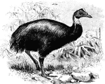 One-wattled Cassowary "...Casuarius uniappendiculatus, of Salawatti and the adjoining parts of New Guinea, has the head, throat, and nape blue, the lower portion of the neck and the median pear-shaped caruncle yellow, the casque dusky olive, and the longitudinal naked space towards the sides of the neck flesh-coloured with a yellow margin." - A. H. Evans, 1900