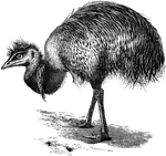An Emeu "Dromaeus novae-hollandiae, of the interior Eastern Australia, which extended in times past to Tasmania and the islands in Bass's Straits, is blackish grey, with black tips to the plumage." - A. H. Evans, 1900