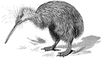 Kiwi, Apteryx australis, of the South Island, is lighter (than the Apteryx mantelli of North Island), and feels soft instead of harsh when grasped." "These birds are at once distinguished from all their allies by their small size, and by the long, weak, decurved bill, which tapers regularly and has the nostrils placed almost at the extremity. The head and eyes are comparatively small... The legs are very stout and situated backwardly, a small elevated hallux is present, and the toes are provided with long, sharp claws. The wings are small-boned and invisible, with functionless quills, the tail is rudimentary, the aftershaft and the furcula are absent, while many elongated hairs occur on the front of the head." - A. H. Evans, 1900