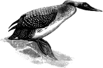 The Great Northern Diver, Colymbus glacialis, "...is black above, with belts of white spots making a "chess-board" pattern; the lower surface is white, and the throat is crossed by two bands of white with longitudinal black bars, while the head and neck are black with a purplish gloss, changing to green below." "...the bill is normally black, and the feet are bluish or greenish grey." "The Great Northern Diver, has a much more restricted range, breeding in Iceland, Greenland, and the Fur Countries as far west as the Great Slave Lake..." - A. H. Evans, 1900