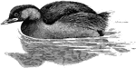 "Both sexes of the Little Grebe are mainly dusky brown or blacking grey above, and silvery white below, often with some white on the wing. Podicipes fluviatilis, the Little Grebe or Dabchick, ranging over Europe, Africa, and Asia to the Malay Countries and North Australia, has rich chestnut cheeks, throat, and sides of the neck, horn-coloured bill, and greenish feet. In winter the chestnut fades to buff with the white chin." - A. H. Evans, 1900