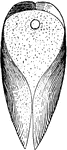 "Ventral View of Gastrochaena. The ventral view shows the dried mantle with pedal perforation." -Whitney, 1911