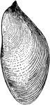 "Lateral View of Gastrochaena. The ventral view shows the dried mantle with pedal perforation." -Whitney, 1911