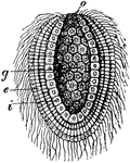 "Gastrula of a Chalk-sponge (Olynthus). B, longitudinal section through the axis: g, primitive intestine; o, blastopore; i, inner cell-layer of the body-wall; e, outer cell-layer." -Whitney, 1911