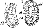 "Gastrulation of an Ascidian. I. Vesicular Morula of an Ascidian flattened and about to undergo gastrulation. II. Gastrulation effected. fh, cavity of the morula, or blasto-invagination; ch, dd, large blastomeres of the hypoblast, inclosed in small blastomeres of the epiblast." -Whitney, 1911