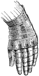 "Gauntlet of plate, later 14th century. In medieval armor, a glove of defense." -Whitney, 1911