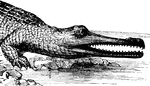 The Gharial or gavial (Gavialis gangeticus) is a large reptile in the Crocodilia order.
