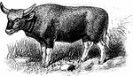 The Gayal (Bibos frontalis) is a large gaur in the Bovidae family of cloven-hoofed mammals.