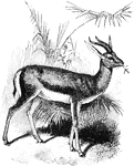 The Dorcas Gazelle (Gazella dorcas) is a small mammal in the Bovidae family of cloven-hoofed mammals.