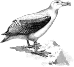 "The Wandering Albatros of the Southern Oceans is white with narrow dusky undulations above and almost black wings." - A. H. Evens, 1900
