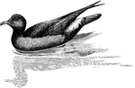 The storm Petrel "of the Mediterranean and North Atlantic from Greenland to South Africa, which breeds in Scotland, Ireland, and the West of England, is sooty-black with the tail-coverts white, except at the tips, and a little white on the wing-coverts." A. H. Evans, 1900