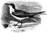 The Gull-Billed Tern (Gelochelidon nilotica) is a bird in the Sternidae family of seabirds. It was formerly known as the synonym Sterna nilotica.