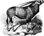The Gemsbok (Oryx gazella) is a large antelope in the Bovidae family of cloven-hoofed mammals. It was also known as the synonym Oryx capensis.