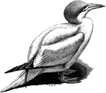 "The Gannet (S. bassana) has slate-grey wing-quills, purplish-grey bill, reddish feet and naked parts." A. H. Evans, 1900 Additionally, these birds have white plumage and blue eyes.
