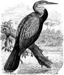 "The Indian Darter (Plotus melangaster) or snake-bird of tropical and subtropical America, ranging northwards to West Mexico and South Carolina, is glossy greenish-black with beautiful silvery-grey marking on the scapulars and wing coverts, a broad brown tip to the tail, which becomes white terminally, and long whitish hair-like feathers on the sides of the occiput and neck merging into a black mane on the nape." A. H. Evans, 1900
