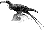 "The Frigate pr Mana-of-War-Bird... is met throughout the tropical regions, breeds in Laysan and has strayed to Nova Scotia. It is blackish-brown with green and purple reflexions; the bill is bluish, the feet are black, the orbits, lores, and pouch-inflated in flight-scarlet." A. H. Evans, 1900