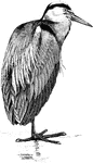 "The most typical forms of Ardea (Common Heron) are large slaty-coloured birds, varied by black, rufous, and white, the head being commonly darker and lower parts striped; while two slender occipital plumes are, in most cases, developed in the nuptial period, and the scapular and jugular feathers are elongated, though not decomposed." A. H. Evans, 1900
