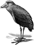 "Balaeniceps rex, the Shoebill, of the White Nile, has a short crest, and is brownish-grey with blackish wings, tail, and feet the bill being yellow with dusky mottlings." A. H. Evans, 1900